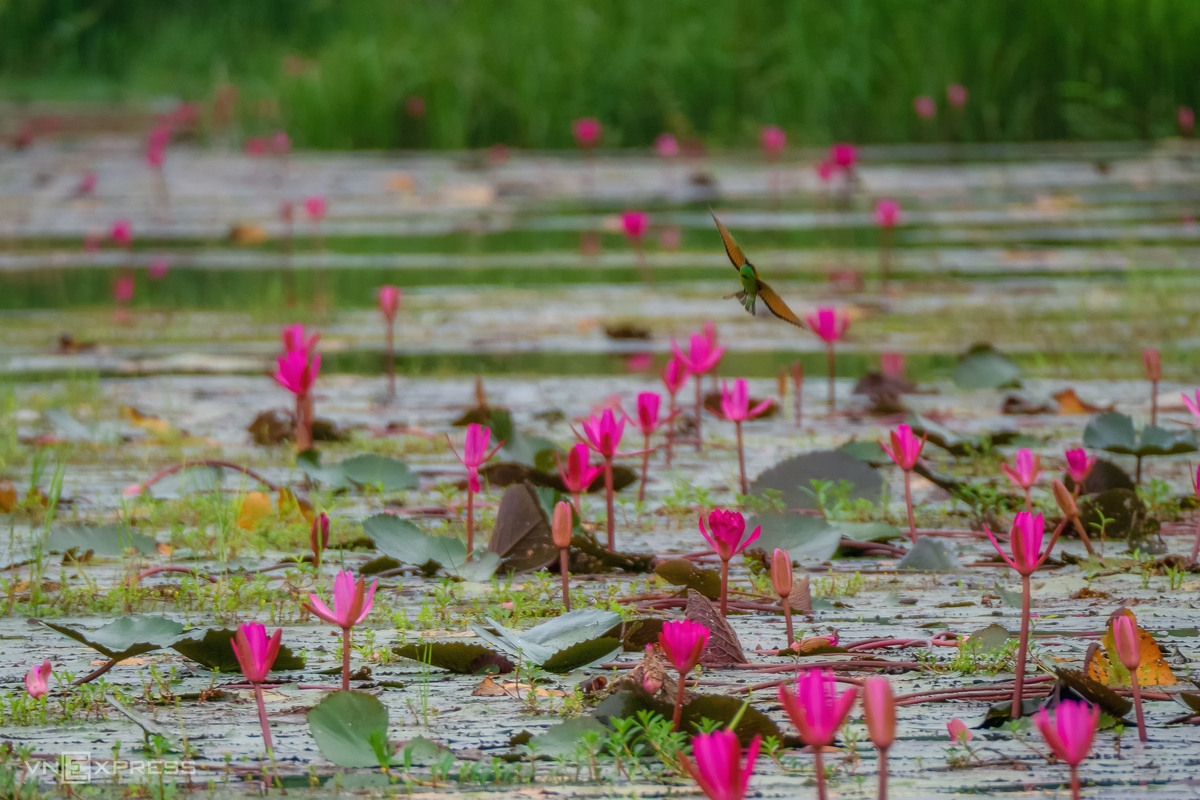 Water lily lagoon at the foot of Eo Gio pass