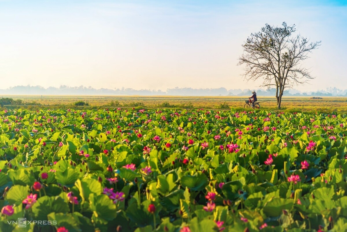 Blooming lotus flowers color the charming city of Hue