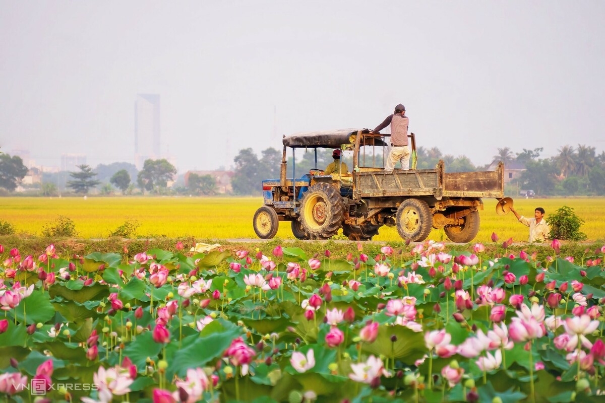 Blooming lotus flowers color the charming city of Hue