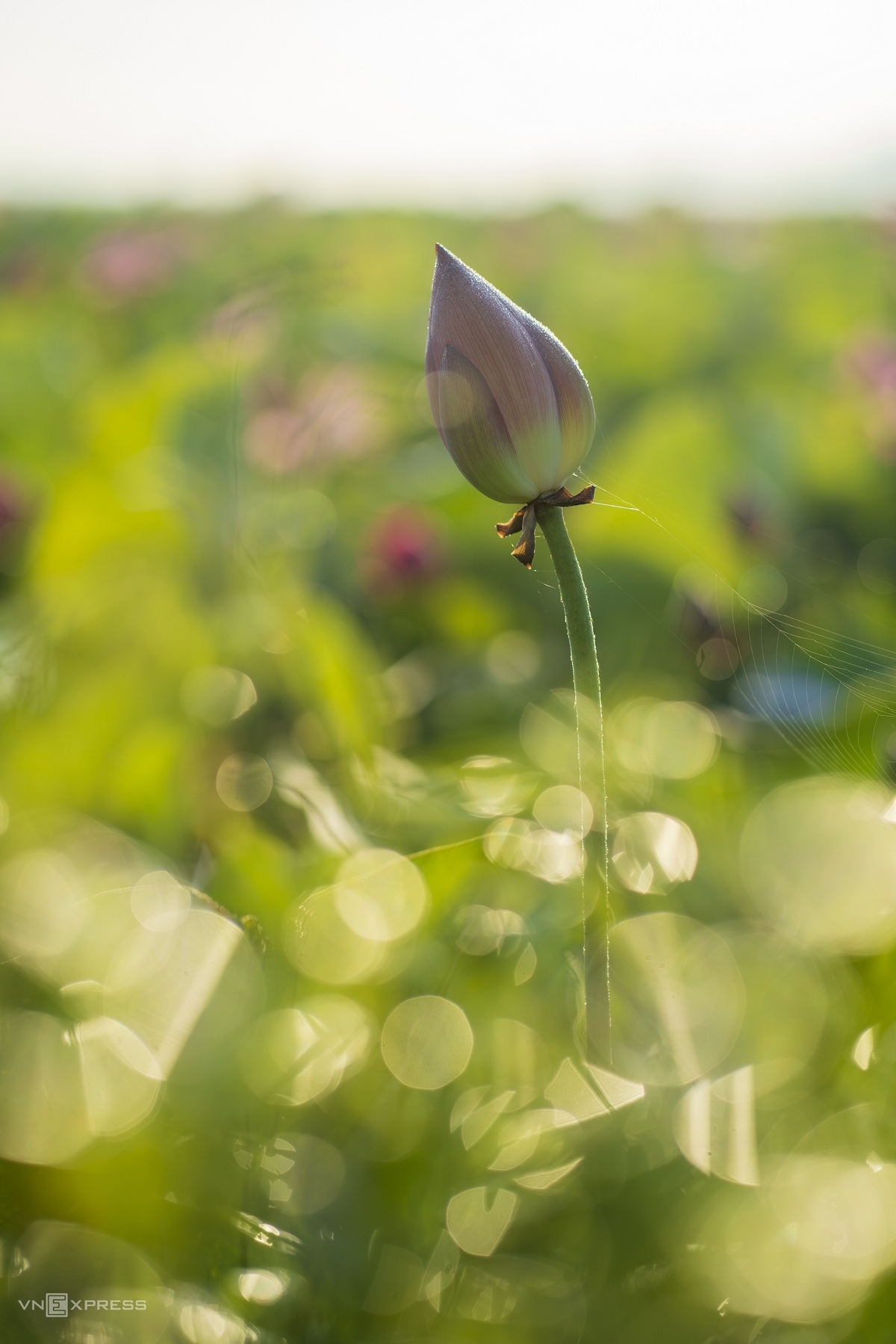 Blooming lotus flowers color the charming city of Hue