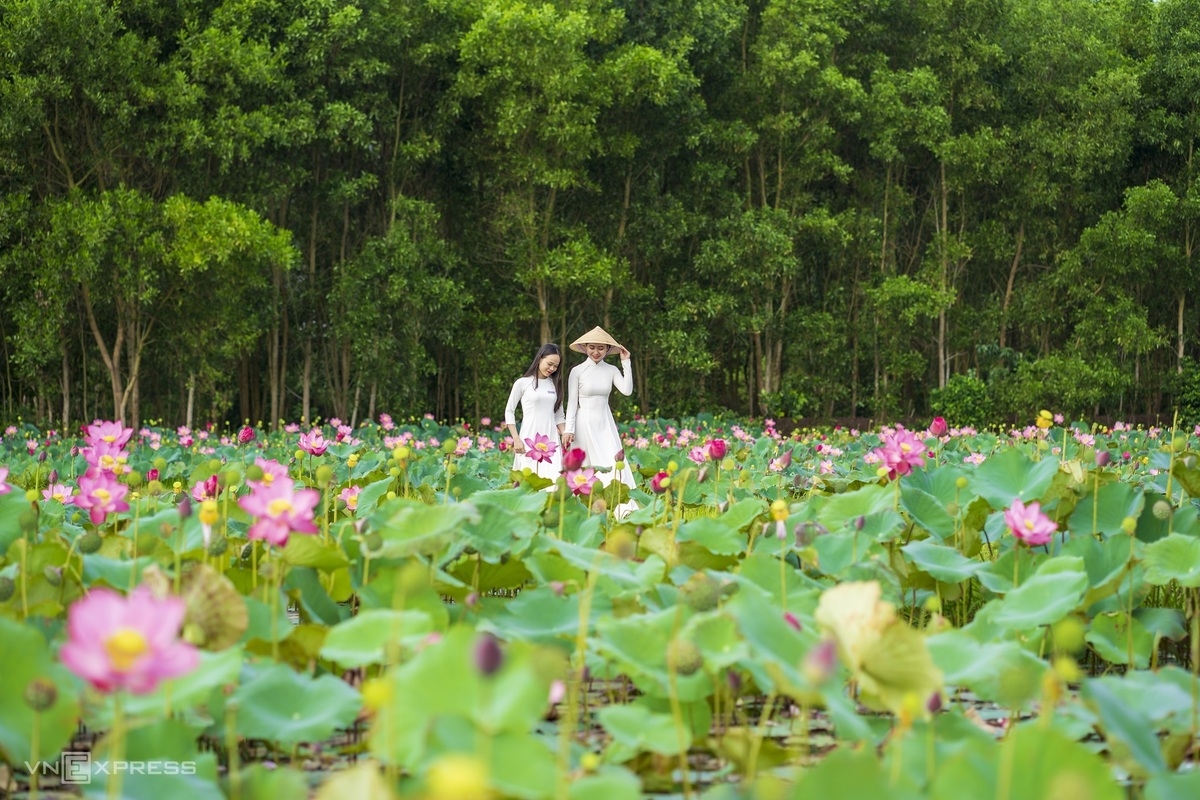 Blooming lotus flowers color the charming city of Hue