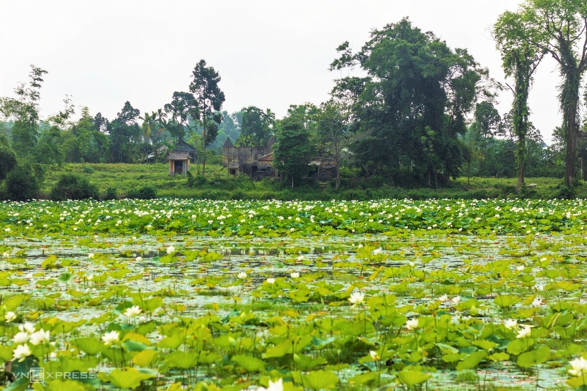 Blooming lotus flowers color the charming city of Hue