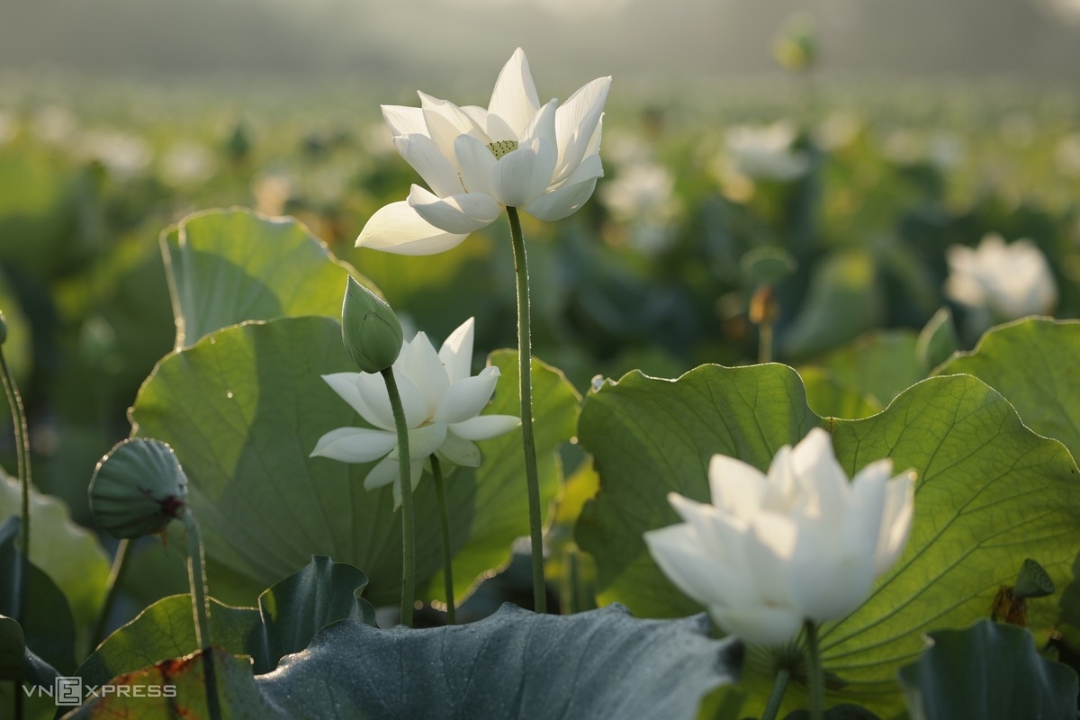 Blooming lotus flowers color the charming city of Hue