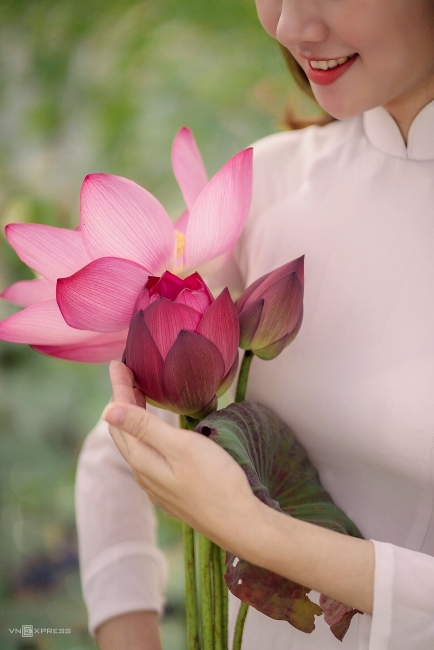 Blooming lotus flowers color the charming city of Hue