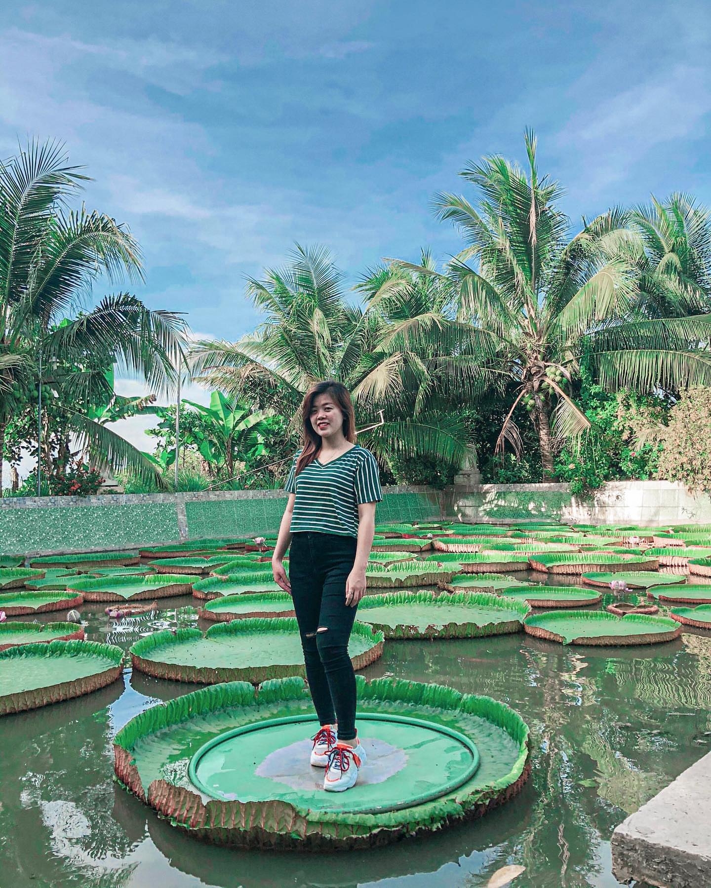 Giant Lotus Leaf Adult Can Stand Up Floating On Its Surface Vietnam Times