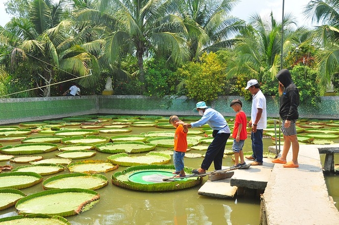 one of a kind giant lotus leaf adult can stand up floating on its surface