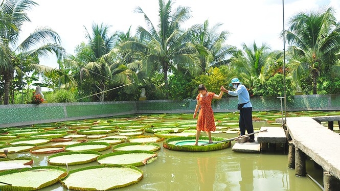 giant lotus leaf adult can stand up floating on its surface