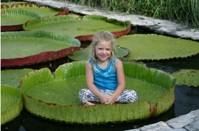 giant lotus leaf adult can stand up floating on its surface