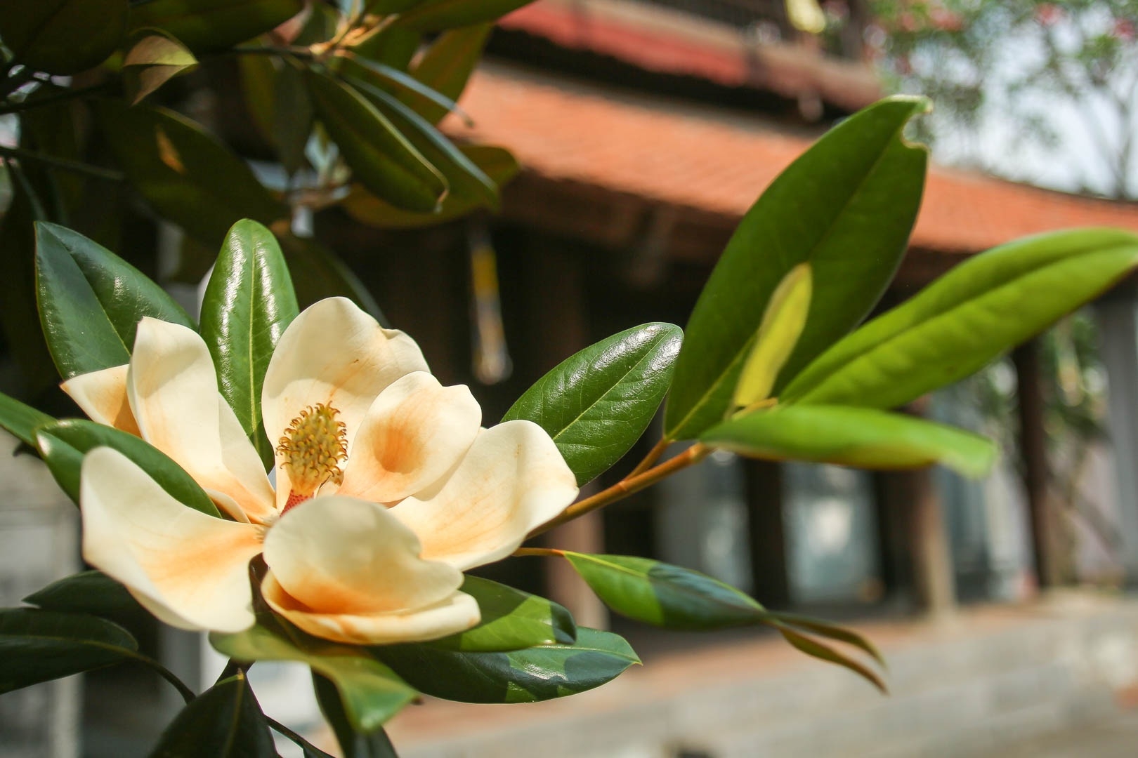 land lotus mother natures precious gift in boi khe temple