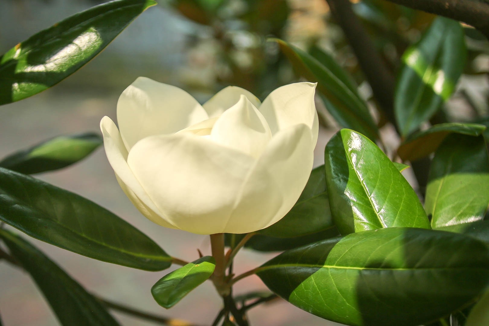 land lotus mother natures precious gift in boi khe temple