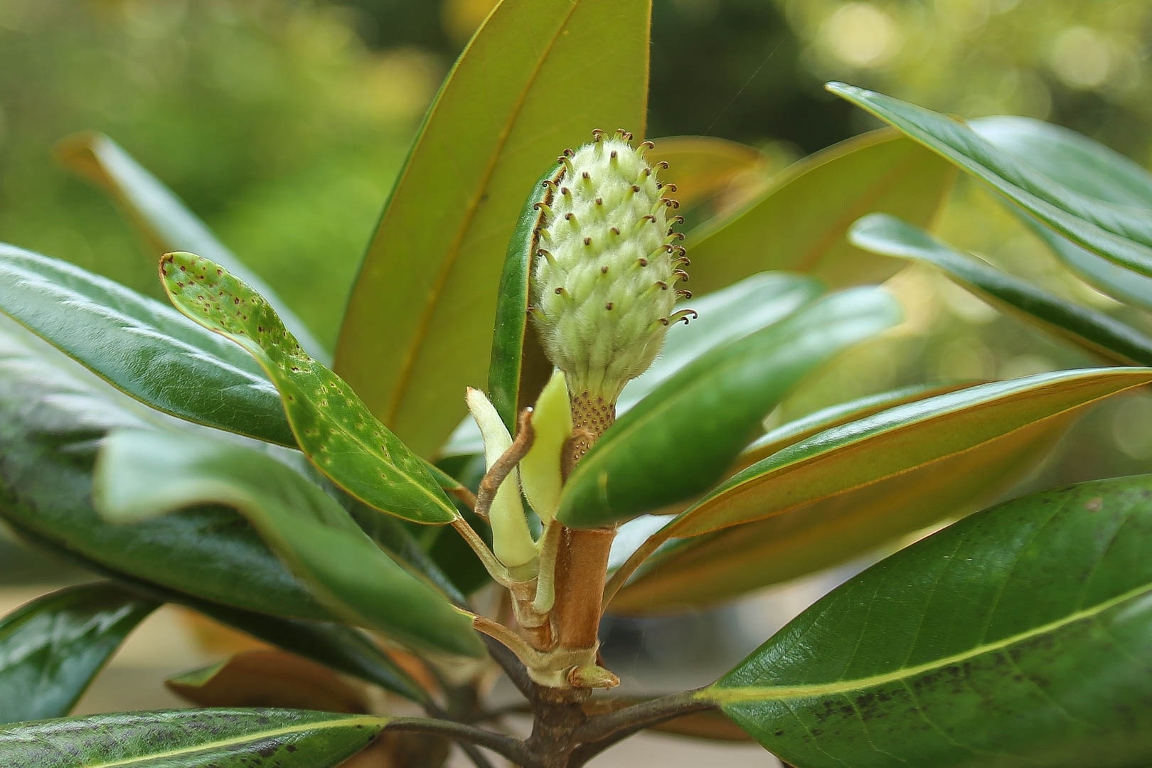 land lotus mother natures precious gift in boi khe temple