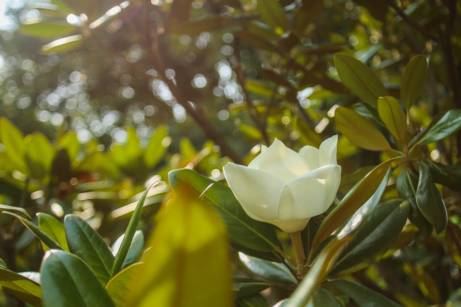 land lotus mother natures precious gift in boi khe temple