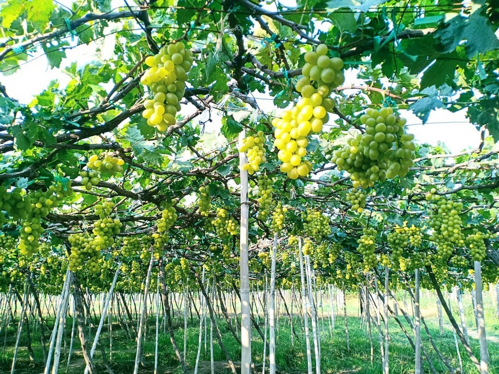 fruit laden vineyards must discover attraction in ninh thuan