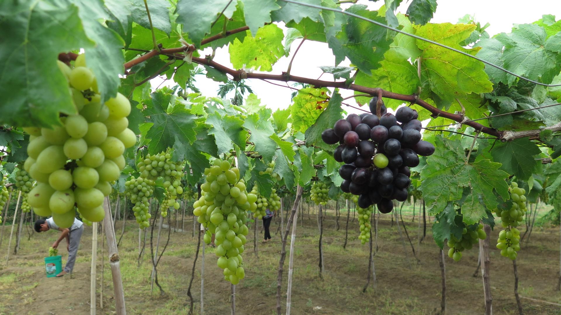 Fruit-laden vineyards, must-discover attraction in Ninh Thuan