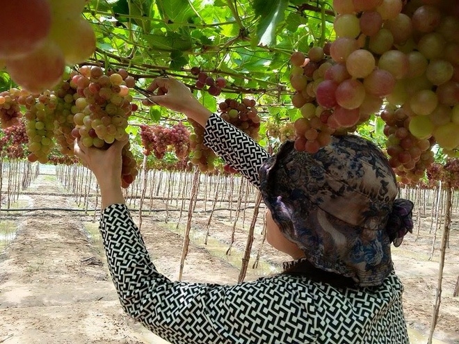 fruit laden vineyards must discover attraction in ninh thuan