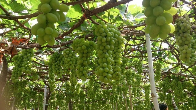 fruit laden vineyards must discover attraction in ninh thuan