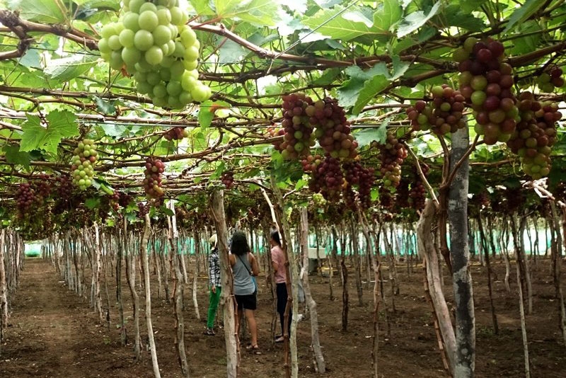 fruit laden vineyards must discover attraction in ninh thuan