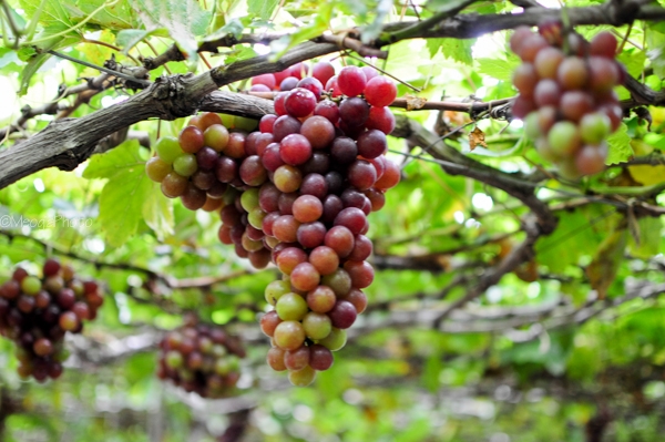 fruit laden vineyards must discover attraction in ninh thuan