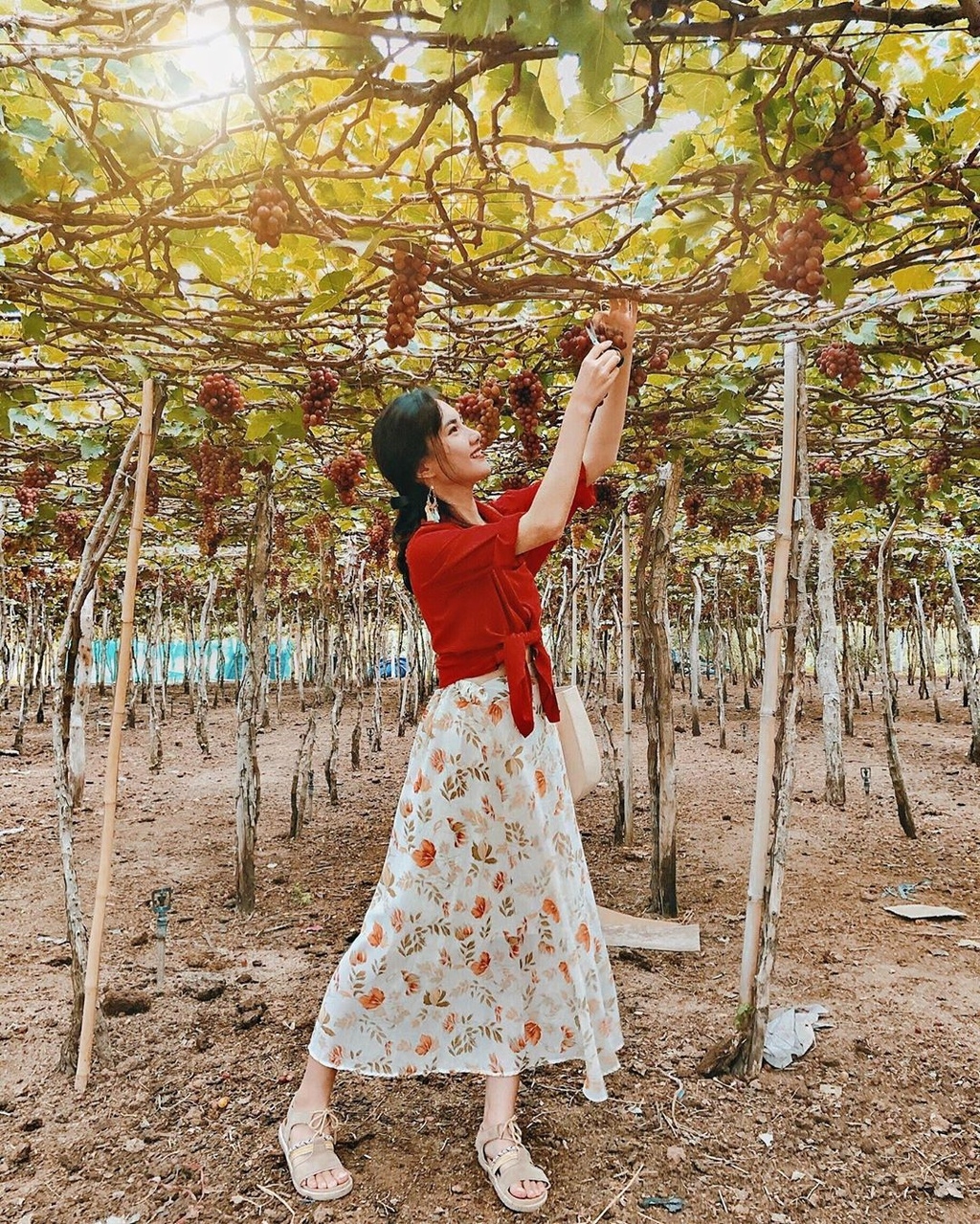 fruit laden vineyards must discover attraction in ninh thuan