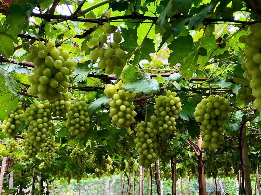 fruit laden vineyards must discover attraction in ninh thuan