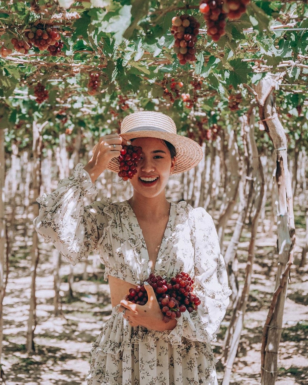 fruit laden vineyards must discover attraction in ninh thuan