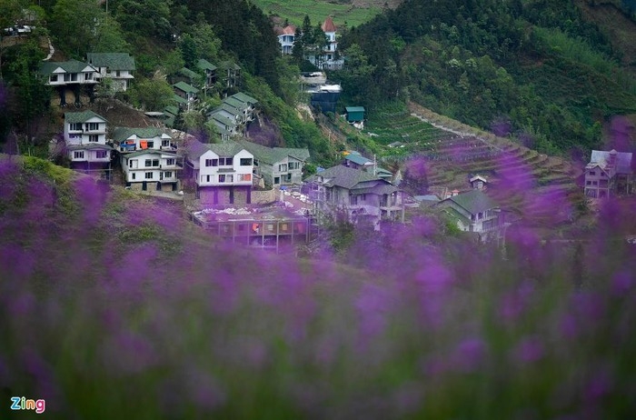 enchanting violet flowers colors the dreamy northern town of sapa