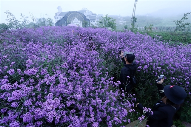 Enchanting violet flowers colors the dreamy northern town of Sapa