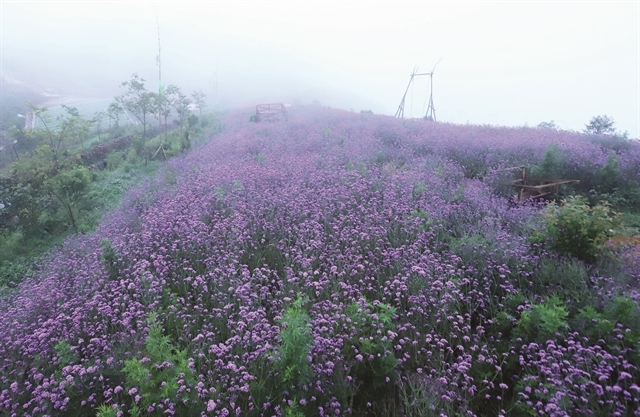 Enchanting violet flowers colors the dreamy northern town of Sapa