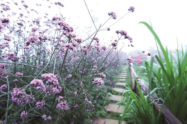 Enchanting violet flowers colors the dreamy northern town of Sapa