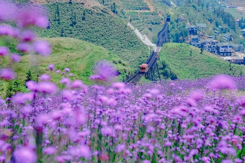 enchanting violet flowers colors the dreamy northern town of sapa