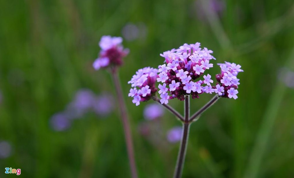 enchanting violet flowers colors the dreamy northern town of sapa