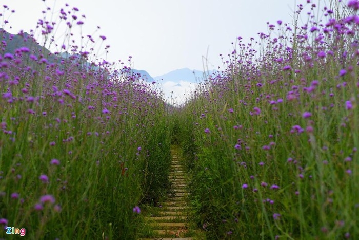 enchanting violet flowers colors the dreamy northern town of sapa