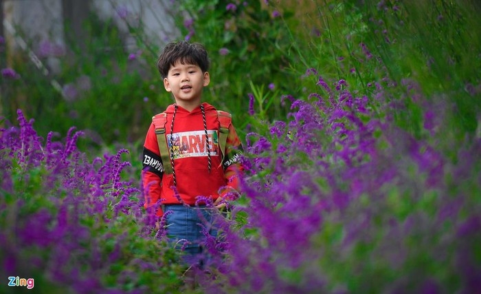violet flowers colors the dreamy northern town of sapa