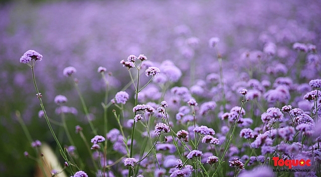 enchanting violet flowers colors the dreamy northern town of sapa