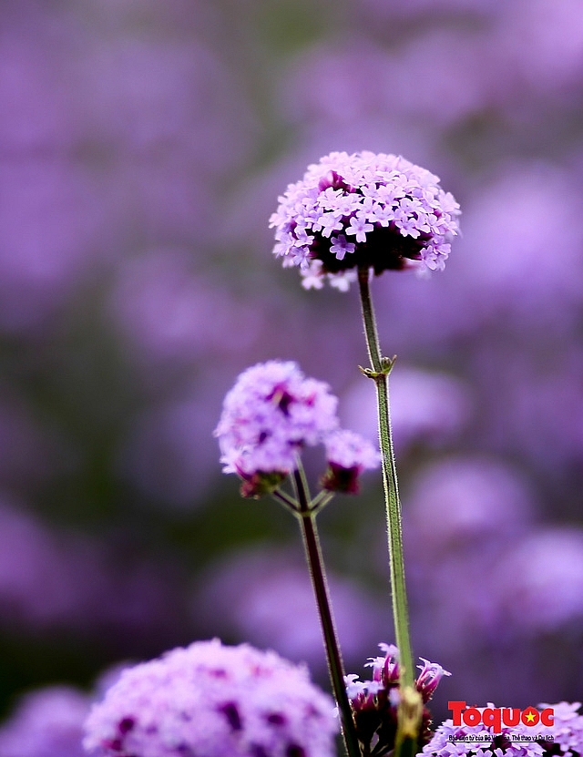 Enchanting violet flowers colors the dreamy northern town of Sapa