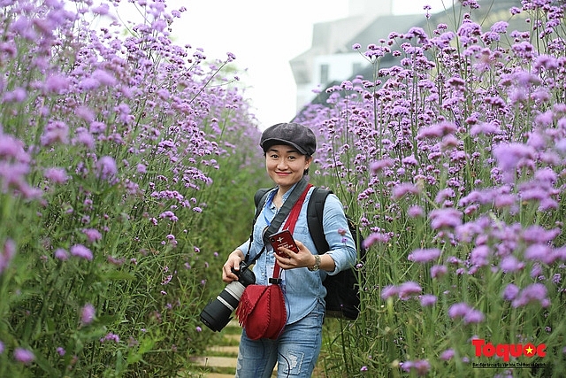 enchanting violet flowers colors the dreamy northern town of sapa