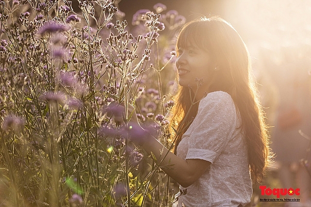 Enchanting violet flowers colors the dreamy northern town of Sapa