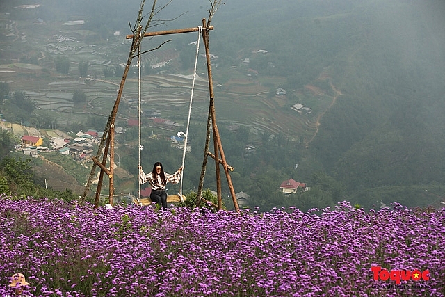 Enchanting violet flowers colors the dreamy northern town of Sapa