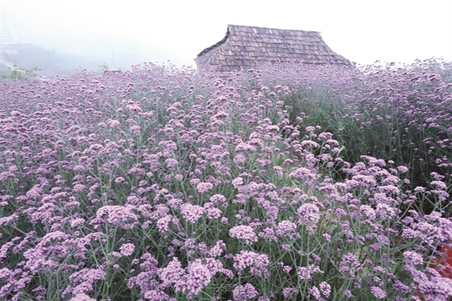 Enchanting violet flowers colors the dreamy northern town of Sapa