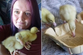 british woman can hatch ducklings from supermarket eggs