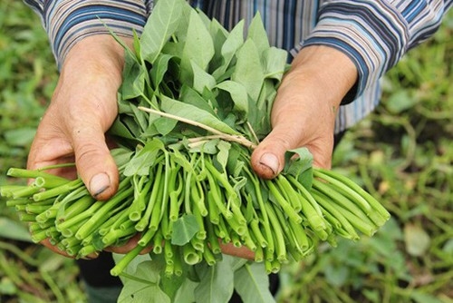 Morning glory is one of the most popular vegetables eaten by Vietnamese