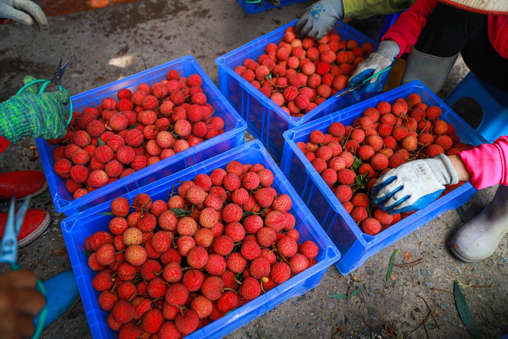 bac giang market painted red on ripe lychee season