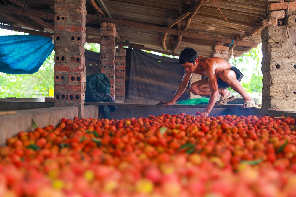 bac giang market painted red on ripe lychee season