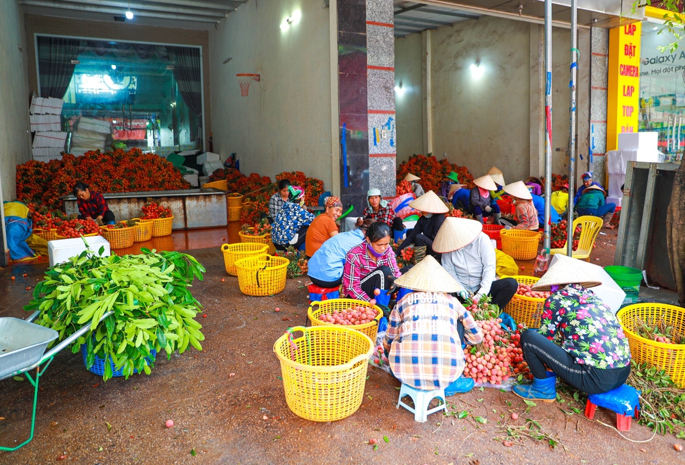 bac giang market painted red on ripe lychee season