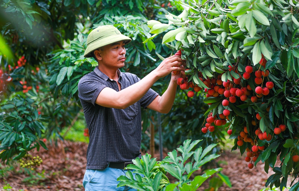 bac giang market painted red on ripe lychee season