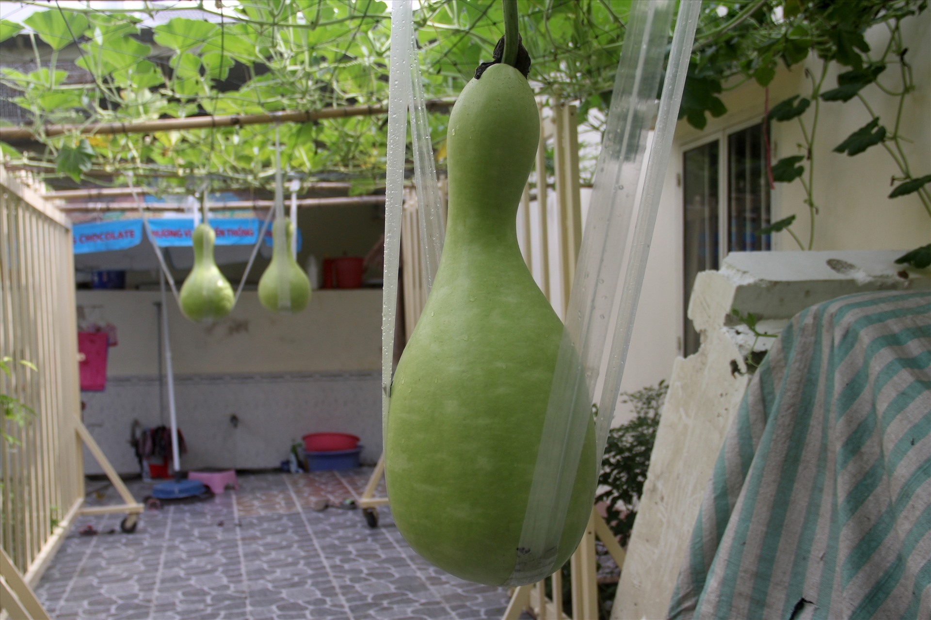 unique 25kg giant gourds in can tho southern vietnam