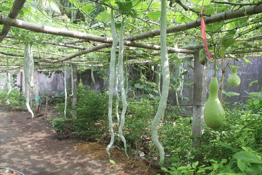 unique 25kg giant gourds in can tho southern vietnam