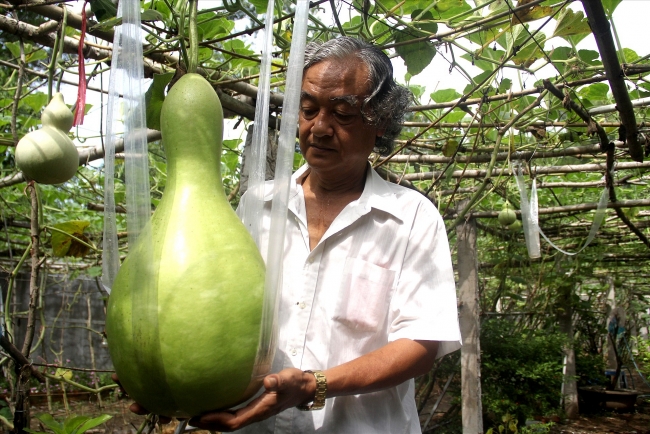Unique 25kg 'giant' gourds in Can Tho, southern Vietnam