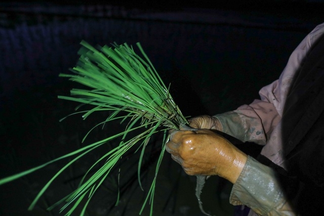 vietnamese farmers transplant rice seedlings at night to avoid scorching heat