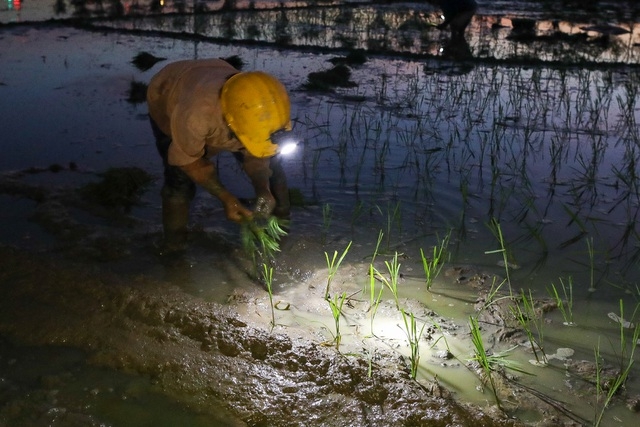 vietnamese farmers transplant rice seedlings at night to avoid scorching heat